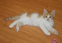 Sonny, photo 1