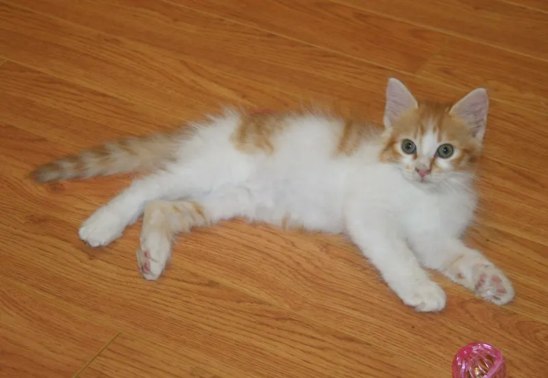 Sonny, adopted from Cats For Life in Houston, Texas