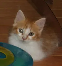 Sonny, photo 2