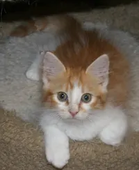 Sonny, photo 3