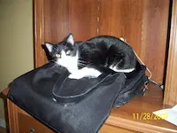 Hallie, photo 3