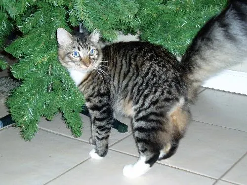 Paw Paw, adopted from Cats For Life in Houston, Texas