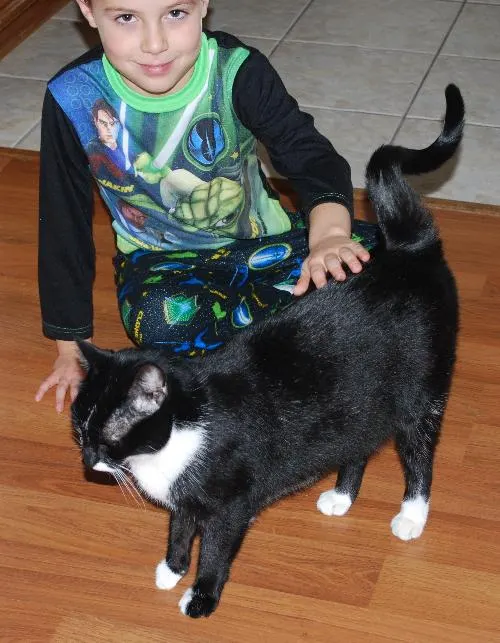 Bruce, adopted from Cats For Life in Houston, Texas