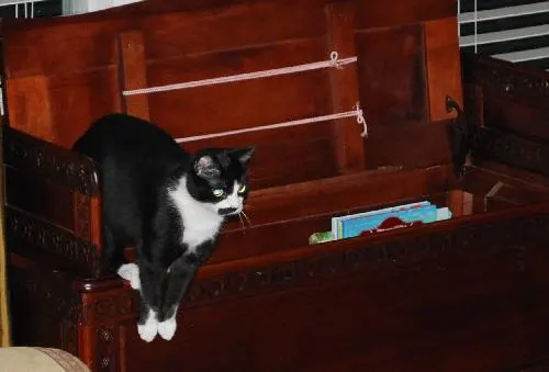Shamaine, adopted from Cats For Life in Houston, Texas