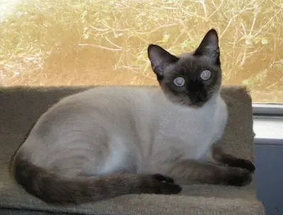 Sara, adopted from Cats For Life Houston
