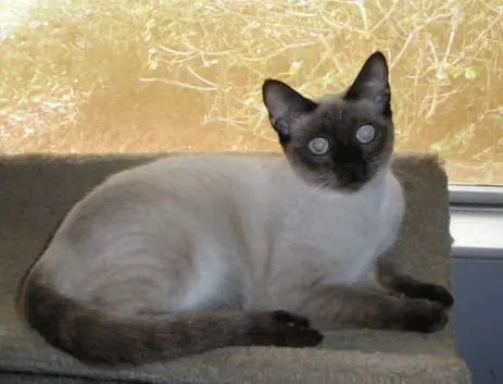 Sara, adopted from Cats For Life in Houston, Texas