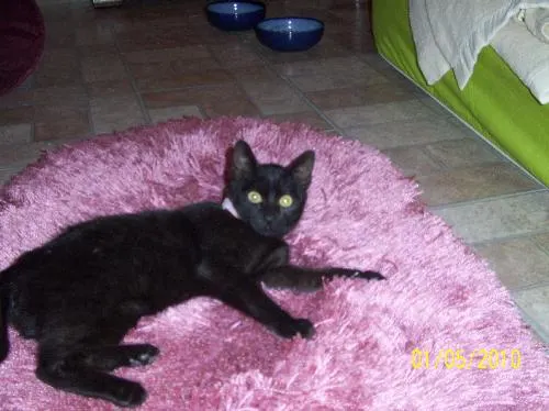 Snickerdoodle, adopted from Cats For Life in Houston, Texas