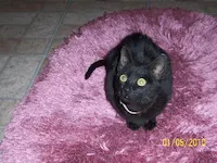 Snickerdoodle, photo 4