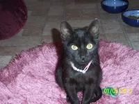 Snickerdoodle, photo 3