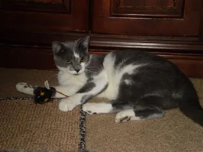 Buddy, adopted from Cats For Life Houston