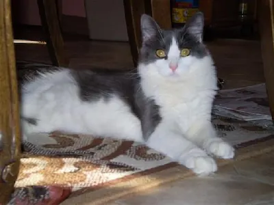 Crystal, adopted from Cats For Life Houston