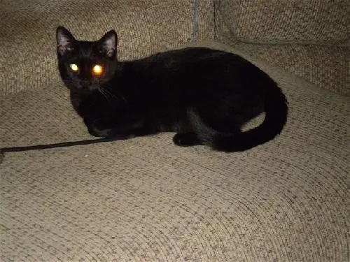 Bouncer, adopted from Cats For Life in Houston, Texas