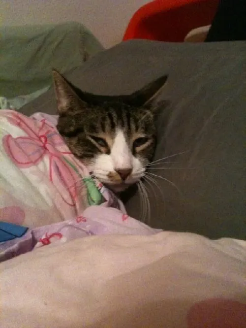 Sam, adopted from Cats For Life in Houston, Texas