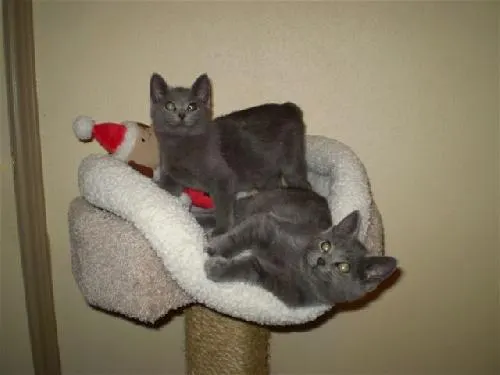 Mickey D & Mr. Lucky, adopted from Cats For Life in Houston, Texas