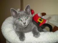 Mickey D & Mr. Lucky, photo 2