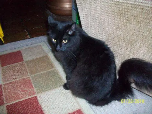 Fred, adopted from Cats For Life in Houston, Texas