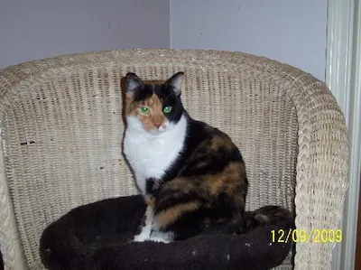 Georgia, adopted from Cats For Life Houston
