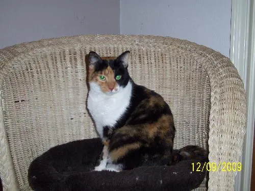 Georgia, adopted from Cats For Life in Houston, Texas