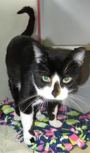 Sebastian, adopted from Cats For Life in Houston, Texas