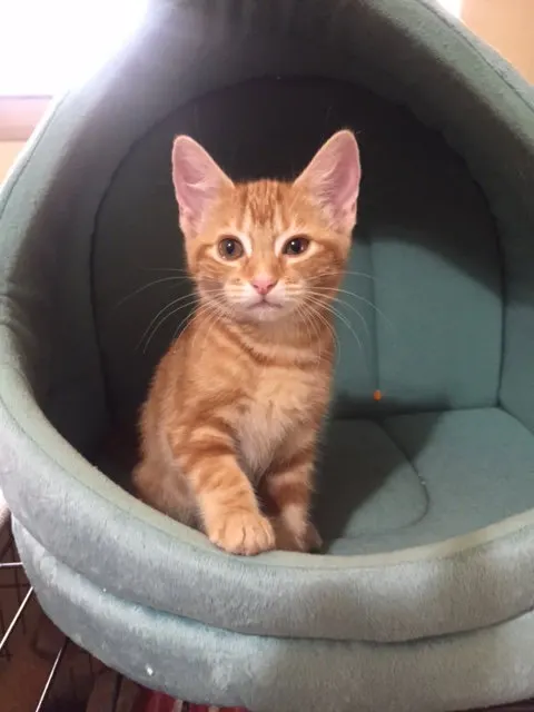 Sandy, adopted from Cats For Life in Houston, Texas