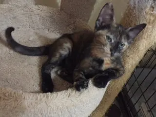 Candy, adopted from Cats For Life in Houston, Texas
