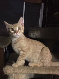 Carrot Top, adopted from Cats For Life in Houston, Texas