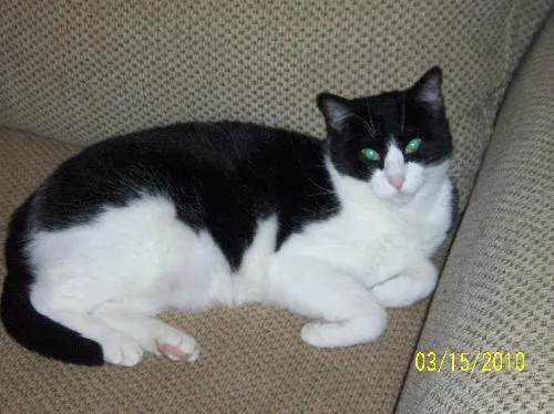 Hallie, adopted from Cats For Life in Houston, Texas