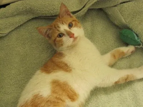 Vanessa, adopted from Cats For Life in Houston, Texas