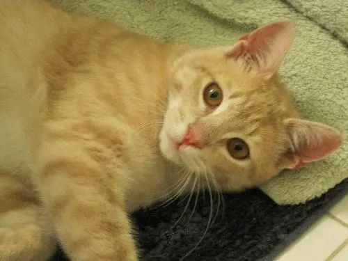 Alfie, adopted from Cats For Life in Houston, Texas