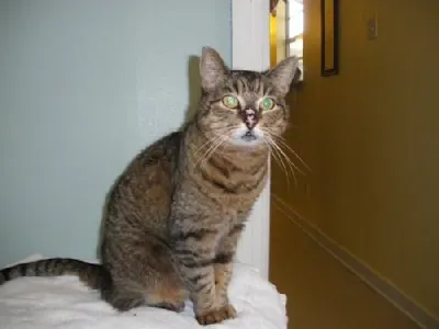 Paulette, adopted from Cats For Life Houston