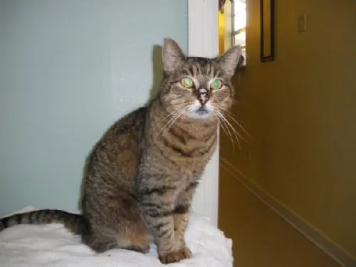Paulette, adopted from Cats For Life in Houston, Texas