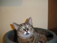 Paulette, photo 2