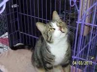 Tiger, photo 1