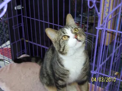 Tiger, adopted from Cats For Life Houston