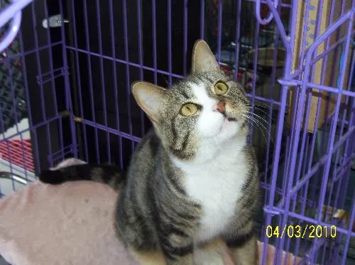 Tiger, adopted from Cats For Life in Houston, Texas