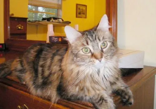 Missy, adopted from Cats For Life in Houston, Texas