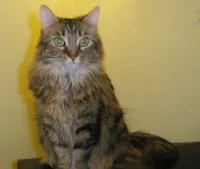 Missy, photo 3