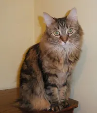 Missy, photo 4