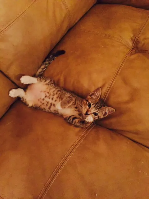 WENDY, adopted from Cats For Life in Houston, Texas
