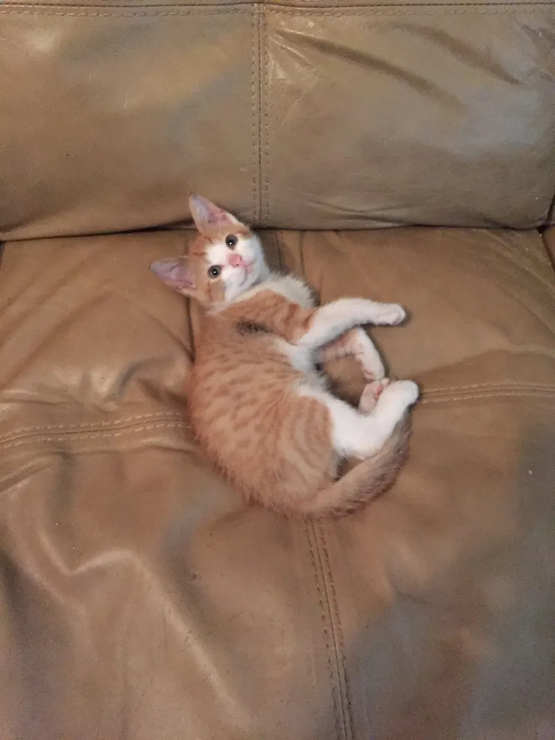 Harvey, adopted from Cats For Life in Houston, Texas