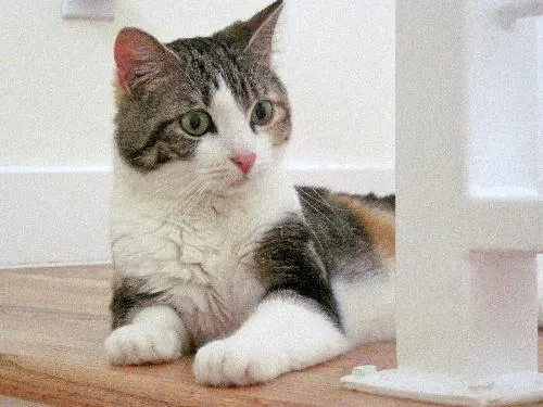 Kaitlyn, adopted from Cats For Life in Houston, Texas