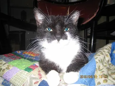 Lana, adopted from Cats For Life Houston