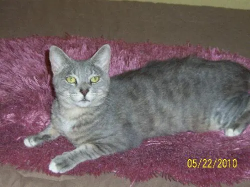 Mr. Cutie Patootie, adopted from Cats For Life in Houston, Texas