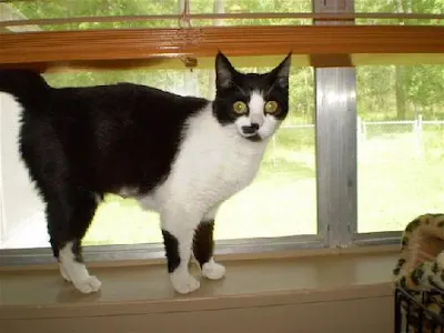 Tinkerbelle, adopted from Cats For Life Houston