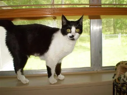 Tinkerbelle, adopted from Cats For Life in Houston, Texas