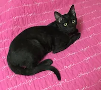 Jellybean, photo 1