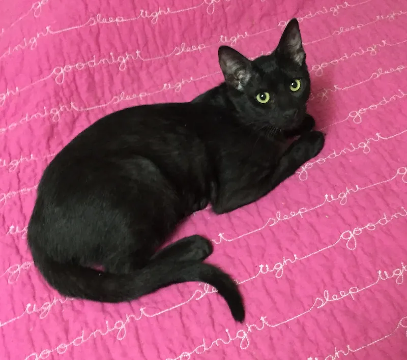 Jellybean, adopted from Cats For Life in Houston, Texas