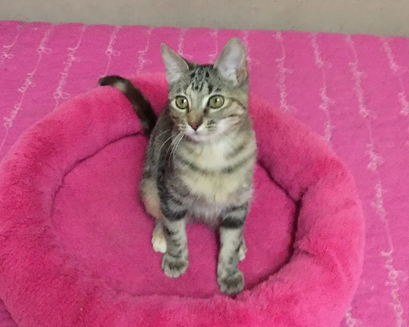 Carrie, adopted from Cats For Life in Houston, Texas