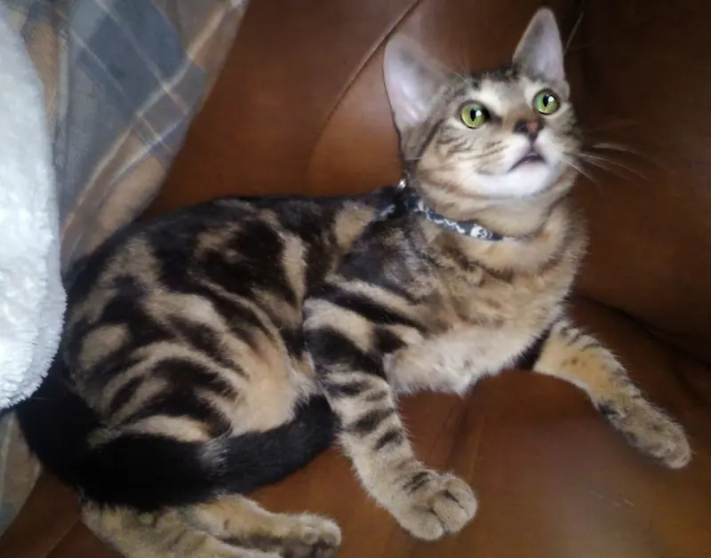 Ozzy, adopted from Cats For Life in Houston, Texas