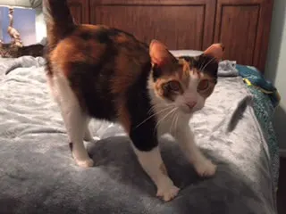 Coralina, adopted from Cats For Life Houston